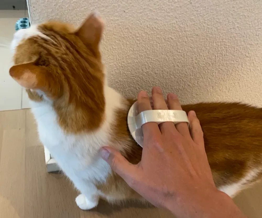 Escovação Purrfecta